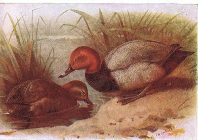 Pochard alkotó: Archibald Thorburn