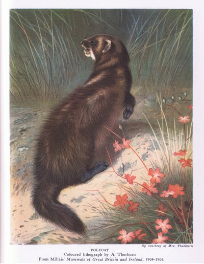Polecat, Nature in Britain kiadó Collins alkotó: Archibald Thorburn