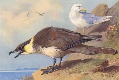 Pomatorhine Skua, izlandi sirály (színes litográfia) alkotó: Archibald Thorburn