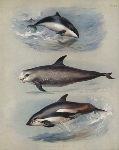 Delfin, Rissos Grampus, fehér oldalú delfin alkotó: Archibald Thorburn