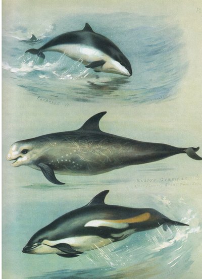 Porpoise, Rissos Grampus és White Sided Dolphin, Thorburn