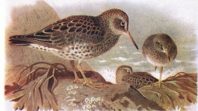 Purple Sandpiper, a Brit-szigetek madaraiból és tojásaikból, kiadó: Frederick Warne & Co Ltd, 1958 alkotó: Archibald Thorburn