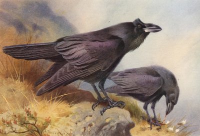 Holló (színes litográfia) alkotó: Archibald Thorburn
