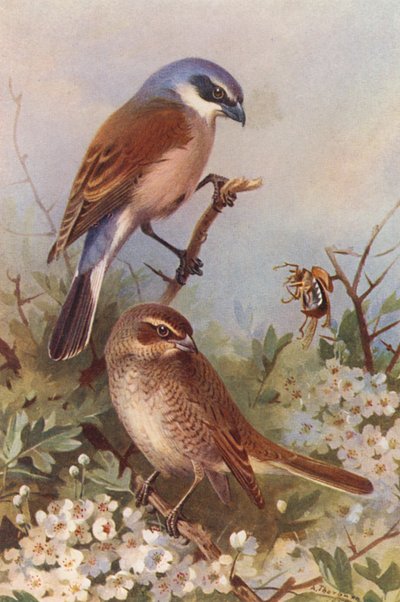 Vöröshátú vöcsök (hím és nőstény) (színes litográfia) alkotó: Archibald Thorburn