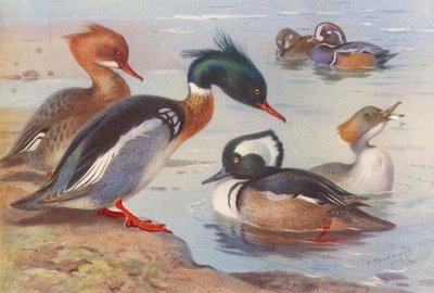 Piroskacsa (hím és nőstény), Harlekinkacsa (hím és nőstény), Csuklyás réce (hím és nőstény) (színes lithó) alkotó: Archibald Thorburn