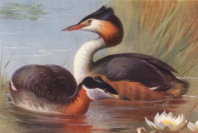 Vörösnyakú rétihéja, nagy kócsag (színes litográfia) alkotó: Archibald Thorburn