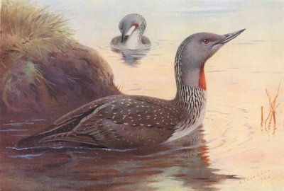 Vöröstorkú búvár (színes litográfia) alkotó: Archibald Thorburn