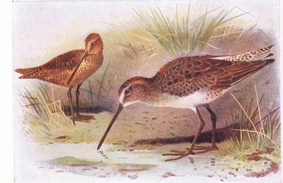Red Breasted Snipe, a Brit-szigetek madaraiból és tojásaikból, kiadó: Frederick Warne & Co Ltd, 1958 alkotó: Archibald Thorburn