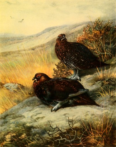 „Red Grouse”, 1908, 1942. alkotó: Archibald Thorburn