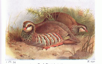 Red Legged Partridge, a Brit-szigetek madarai és tojásaiból, a Frederick Warne & Co Ltd, 1958 alkotó: Archibald Thorburn