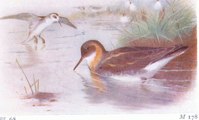 Red Necked Phalarope (nyár és ősz), a Brit-szigetek madarai és tojásaiból, a Frederick Warne & Co Ltd, 1958 alkotó: Archibald Thorburn