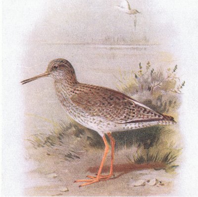 Redshank, a Birds of the British Isles and Their Eggsből, a Frederick Warne & Co Ltd, 1958 alkotó: Archibald Thorburn