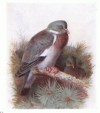Ring Dove, a Brit-szigetek madaraiból és tojásaikból, a Frederick Warne & Co Ltd, 1958 alkotó: Archibald Thorburn