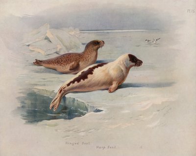 gyűrűs fóka, gyöngyfóka alkotó: Archibald Thorburn