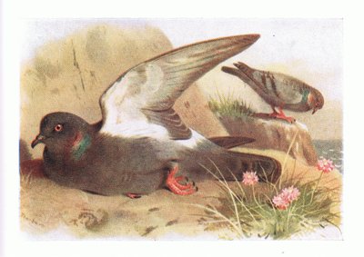 Rock Dove, a Brit-szigetek madaraiból és tojásaikból, a Frederick Warne & Co Ltd, 1958 alkotó: Archibald Thorburn