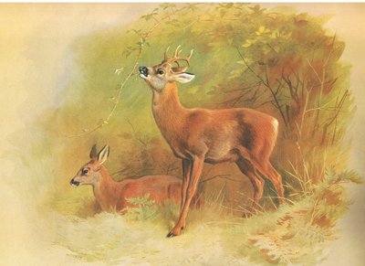 Roe Deer, from thorburns Mammals kiadó a Longmans and Co, c. 1920 alkotó: Archibald Thorburn