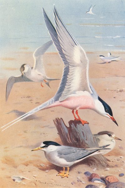 Rózsás csér (felnőtt és fiatal), kis csér (felnőtt és fiatal) (színes litho) alkotó: Archibald Thorburn