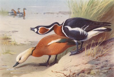 Réti réce, vörösmellű lúd (színes litográfia) alkotó: Archibald Thorburn