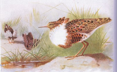 Ruffs and Reeves, a Birds of the British Isles and Their Eggsből, Frederick Warne & Co Ltd, 1958 alkotó: Archibald Thorburn