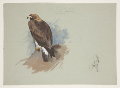 Tengeri sas és ceruzás vázlat nyúlról, 1915 körül (akvarell és testfesték ceruza fölött, papíron) alkotó: Archibald Thorburn