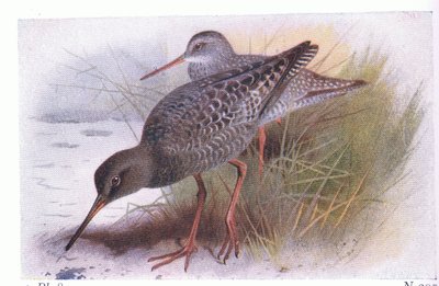 Spotted Redshank, a Frederick Warne & Co Ltd. által kiadott Birds of the British Isles and Their Eggsből, 1958 alkotó: Archibald Thorburn