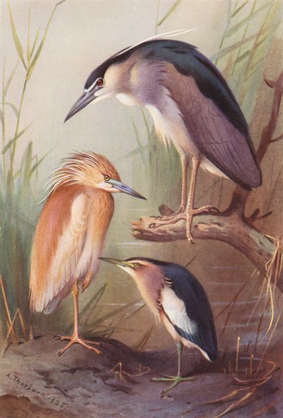 Rákóczi, éjjeli kócsag, kis keselyű (színes litográfia) alkotó: Archibald Thorburn