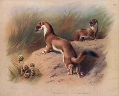 Stoat (nyári), Irish Stoat (színes litó) alkotó: Archibald Thorburn