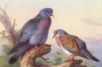 Stock-Galamb, Teknős-Galamb (színes litográfia) alkotó: Archibald Thorburn