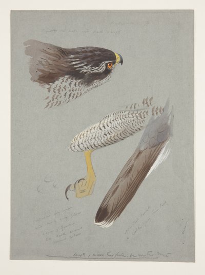 Tanulmányok a hím libahéj fejéről, lábáról és szárnyáról, 1915 körül (akvarell és testfesték ceruzával, papíron) alkotó: Archibald Thorburn