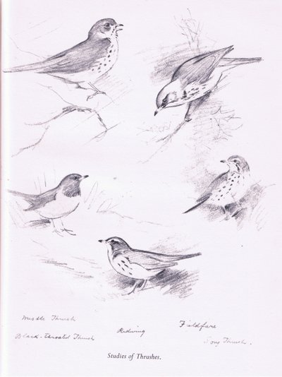 Rigótanulmány, 1938 alkotó: Archibald Thorburn