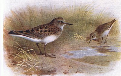 Temminck Stint, a Brit-szigetek madaraiból és tojásaikból, a Frederick Warne & Co Ltd, 1958 alkotó: Archibald Thorburn