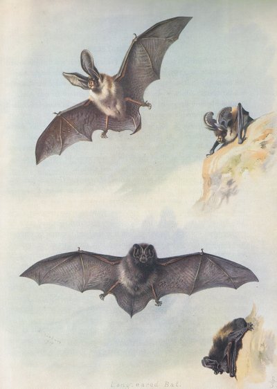 A Barbastelle alkotó: Archibald Thorburn