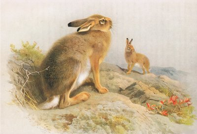 A hegyi nyúl és az ír nyúl ősszel, a Longmans and Co által kiadott Thorburns Mammals c. 1920 alkotó: Archibald Thorburn