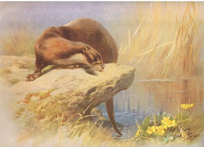 The Otter, Thorburn