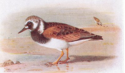 Turnstone, a Brit-szigetek madaraiból és tojásaikból, a Frederick Warne & Co Ltd, 1958 alkotó: Archibald Thorburn