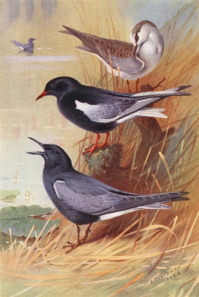 Fehérszárnyú csér (felnőtt és fiatal), Fekete csér (színes litográfia) alkotó: Archibald Thorburn