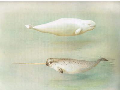 White Whale and Narwhal, a Thorburns Mammalsból, amelyet a Longmans and Co adott ki, c. 1920 alkotó: Archibald Thorburn