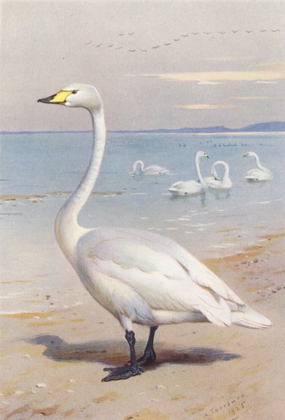 Pacsirtahattyú (színes litográfia) alkotó: Archibald Thorburn