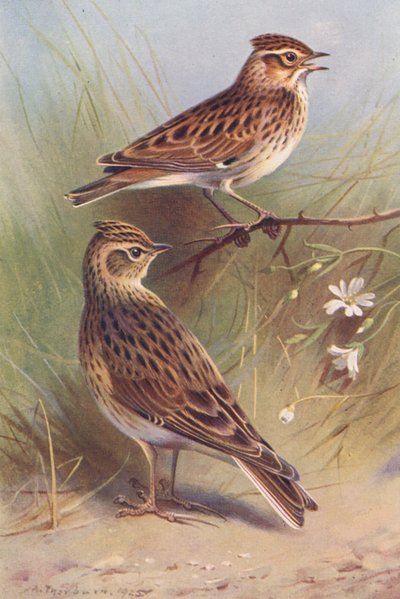 Wood-Lark, Sky-Lark (színes litográfia) alkotó: Archibald Thorburn