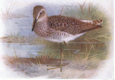 Wood Sandpiper, a Brit-szigetek madaraiból és tojásaikból, kiadó: Frederick Warne & Co Ltd, 1958 alkotó: Archibald Thorburn