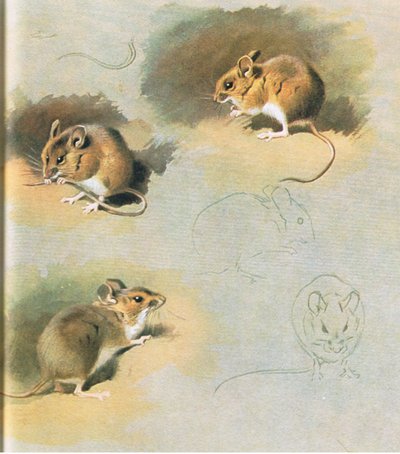 Woodmouse, kocsma. Írta: Book Club Associates, 1972 alkotó: Archibald Thorburn