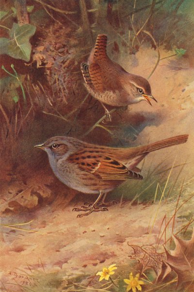 Sövény-paripacs (színes litográfia) alkotó: Archibald Thorburn