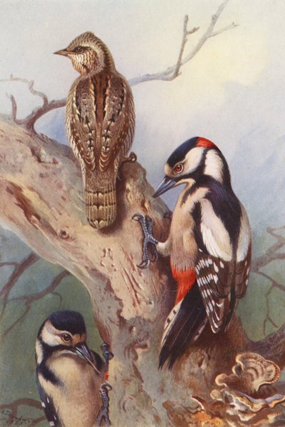 Fekete nyakú, foltos harkály (hím és nőstény) (színes litográfia) alkotó: Archibald Thorburn