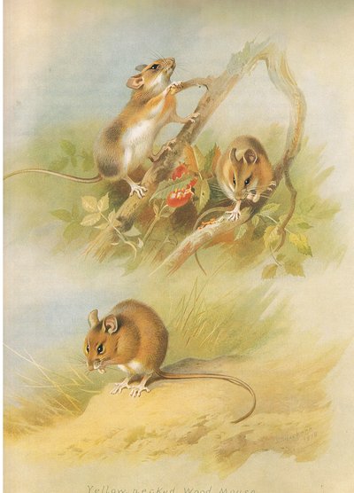Yellow Necked Mouse és St Kilda Woodmouse, Thorburn