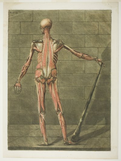 Az izomember hátsó nézete, kilencedik lemez a Complete Anatomy Course-ból alkotó: Arnauld Eloi Gautier D