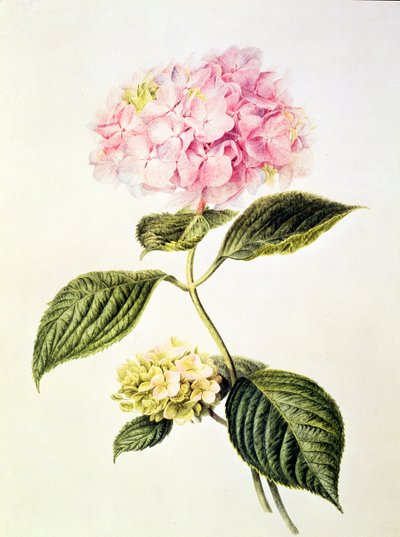 PD.64-1975 Hydrangea hydrangea alkotó: Arnoldus Bloemers