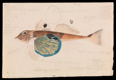 Pillangó Gurnard, Lepidotrigla vanessa alkotó: Arthur Bartholomew