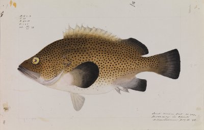 Kelet -Wirra, Acanthistius ocellatus alkotó: Arthur Bartholomew