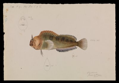 Tasmanian Blenny, Parablennius tasmanianus alkotó: Arthur Bartholomew