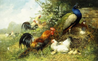 Madarak és pávák, 1899 alkotó: Arthur Fitzwilliam Tait